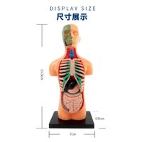 Other Toys Children's puzzle toys Enlightenment education Human skeleton stem Organ assembly Half body model teaching aids 231107