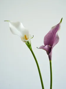 Dekoratif Çiçekler Yapay Çiçek Çift Petal Calla Lily Pu Purple Ev Dekorasyonu Uzun Kök Düğün Çiçek Düzenlemeleri