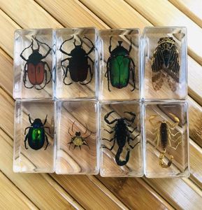 3D образец насекомого, детская коллекция для подростков, игрушки для научных открытий, паук, скорпион, сверчок, цветок, жук, вонь, пятнистый Lanternfly1314454
