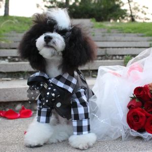 Giyim 2021 yeni evcil köpek kıyafetleri yakışıklı beyefendi siyah ekose gömlek yeleği erkek köpekler için düğün parti kostümleri takım elbise chihuahua kaniş