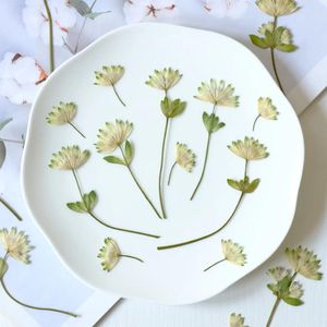 Dekoratif Çiçekler 12 PCS Doğa Preslenmiş Çiçek Örnekleri Malzemeler DIY damla tutkal telefon kasası ithal fan bardak altlıkları düğün kartı po çerçeveleri