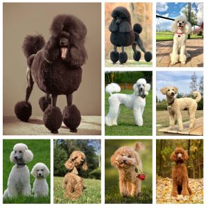 Stitch 5d Pett Dog Poodle Diamond Rhinestones Painting Animal Wall Art Croce Kit Kit Camion Mosaic Full Drill Home Decor