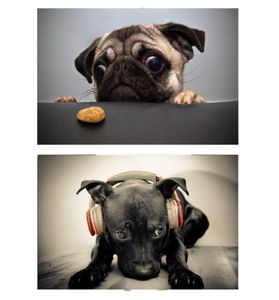Современная картинка с большим размером картинка смешная собачья плакат стена искусство животных картинка HD Printing для гостиной спальни украшения1243209