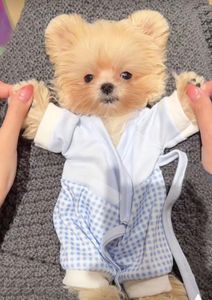 Köpek giyim xs küçük chihuahua kıyafetler çay fincanı küçük oyuncak mini ırklar köpek palto 30cm