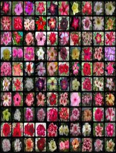 20 adet karışık gerçek adenyum obesum çöl gül çiçeği ev bahçesi bonsai etli bitkiler balkon saksı 100 orijinal2375301
