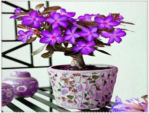 2 PCSBAG MAVİ ÇÖRLÜK GÜLÜ ÇİÇEK ADENIUM OBESUM Bonsai Çiçek Çift yaprakları saksı bitki ev bahçesi hızlı büyüyen ekim Season4235026