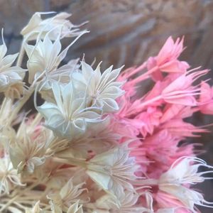 35 о сушеных цветочных головах цветы натуральная ветвь DIY Dry Eternelle Star Anise Букет для домашнего декора цветочный композиция 230613