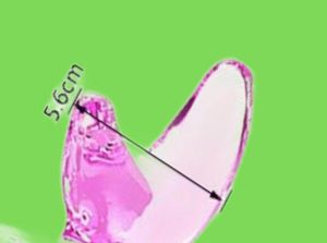 Massagador de brinquedos sexuais Magia Wand Highgrade Crystal Glass Dildo Penis Miço Anal Butt Plug Brinquedos Sexis para Mulheres Casais Vaginal S2645805