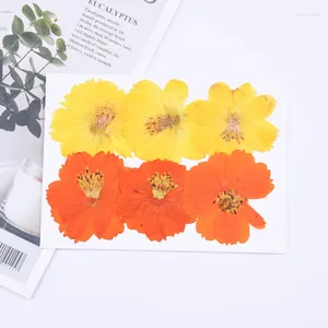 Dekoratif Çiçekler 4-6cm/24pcs Doğal Korunmuş Gerçek Çiçek Kozmos Sulphureus DIY Düğün Davetiyesi Bookmark Hediye Kartı Kokulu Mum