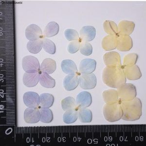 Dekorative Blumen 120pcs getrocknet gepresst natürliche rosa-lila hortensie blumpflanze Herbarium für Schmuck Lesezeichen Telefon Hülle Scrapbook DIY