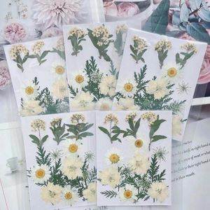 Dekoratif çiçekler 15pcs/set preslenmiş kurutulmuş çiçek yaprağı bitki bitki mücevher için herbaryum yer imi kartpostal telefon davası davet