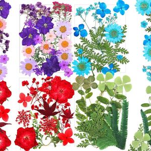 Dekoratif Çiçekler 1 Pres Preslenmiş Kurutulmuş Yapraklar Daisy Reçine Çiçeği Kalıp DIY Mücevher Yapımı El Sanatları Mum Aksesuarları Tırnak Sanat Dekoru