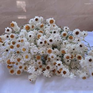 Dekoratif Çiçekler 60'dan fazla çiçek başı/paket gerçek doğal kuru beyaz cineraria buket kuru güller düzenleme dekorasyon evi