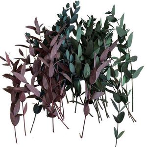 Dekoratif Çiçek Çelenkleri 12 PCS/10 ~ 20 cm Gerçek Doğal Küçük Kurutulmuş Yapraklar Şubeler Korunmuş Okaliptüs Tenuifolia DIY Mum Yapma Reçine HKD230818