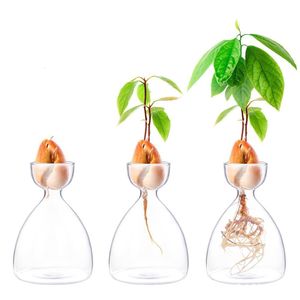 Декоративные предметы статуэтки 1pcs Прозрачная ваза для семян авокадо для растущего набора подарка для садоводства для любителей садоводства 230508
