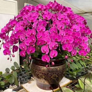 Декоративные цветы имитируют фиолетовое фалаенопсис искусственные растения Bonsai Marigold Home Party Decoration