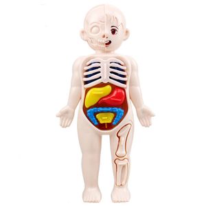 Set di 14 pezzi modello di organo umano per bambini assemblati fai da te giocattoli per la scienza e l'educazione medica precoce