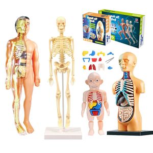 Bilim Keşfi 3D İnsan Vücudu Gövde Modeli Eğitim Meclisi Öğrenme Diy oyuncakları organ öğretim araçları çocuklar için erken oyuncak 231201