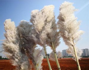 20pcs çok Bütün Çiçek Phragmites Doğal kuru dekoratif Pampas Çim Ev Düğün Dekorasyon Çiçekleri Bunch 5660CM306V5523016