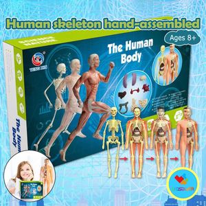 3D пазлы Развивающие игрушки Body Puzzle STEM Модель человека для детей 8 230630