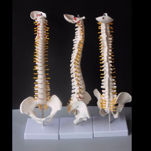 Other Office School Supplies 45CM Human Spine with Pelvic Model Anatomical Anatomy spinal column modelStand Fexible 230703