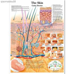 Wangart Anatomy Dissection Skin Anatomical Charts Плакаты ламинированные картинки на стенах для медицинского образования для медицинского образования L230704