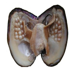 Vacuum Sealed Real Pearl Oysters with 3-9mm Random Color Pearls Inside (Monster BP002187M)