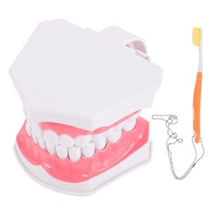 Diğer Oral Hijyen Modeli Diş Diş Diş Dental Standart Bakım Fırçalama Eğitim Hijyeni Öğretimi Oral Çıkarılabilir Ağız Tipodont Sahte Diş Hekimi 230728