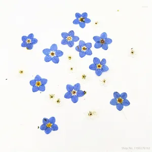 Dekoratif Çiçekler 100pcss Unutma-Memem-NOT kurutulmuş çiçek preslenmiş gerçek manikür DIY el yapımı epoksi takılar