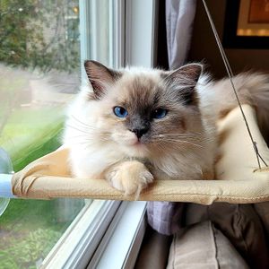 Paspaslar Kedi Dinlenme Koltuğu Levrek Pencere Hammock Kedileri Kedisi Güvenlik Yatağı Dayanıklı Ağır Hizmet Emme Bardakları Kedi Yatak 30lbs kadar tutar
