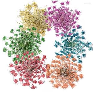 Dekoratif Çiçekler 2023 Ammi Visnaga Kurutulmuş Çiçek Hediyeleri Peri Petal Makyajı 5 PCS ÜCRETSİZ Gönderi