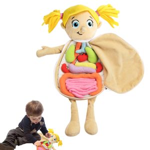 Наука Открытие 3D головоломка человеческого тела Анатомия кукла Kid Montessori Toys Toys Organce Teaching Aids Science Learning Kits Детские подарки на день рождения 230227