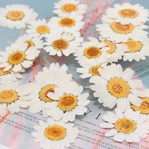Dekoratif Çiçek Çelenkler 100 PCS gerçek doğal kuru preslenmiş beyaz papatya çiçek reçine mücevher çivi çıkartmaları makyaj sanat el sanatları 230227