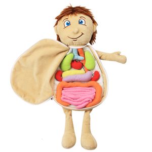 Science Discovery Anatomical Internal Organs Awareness Early Education Toy For Preschool Human Body Model Anatomy Apron Doll Soft Doll Toy 230626