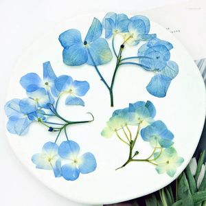 Dekoratif Çiçekler 3-6cm/12 PCS Doğa Hydrengea Mini Şubeleri Preslenmiş Çiçek Diya Düğün Davetiyesi Yapışkan Damla Telefon Kılıfı PO Çerçevesi