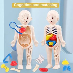 Intelligence toys 14Pcs Set Human Organ Model Children DIY Assembled Early Science And Education Toys 231030