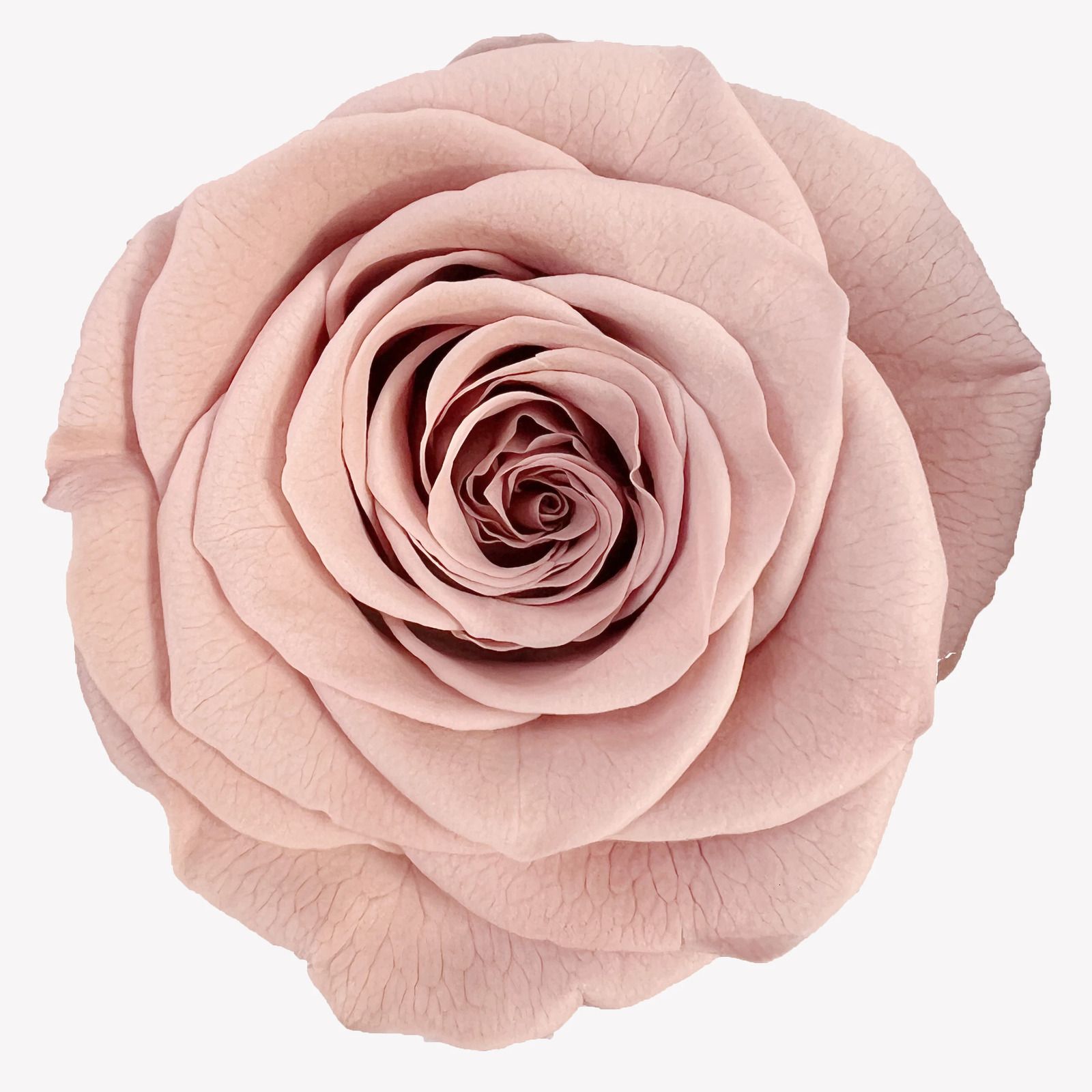 Rose clair-2-3 cm (21 pièces)