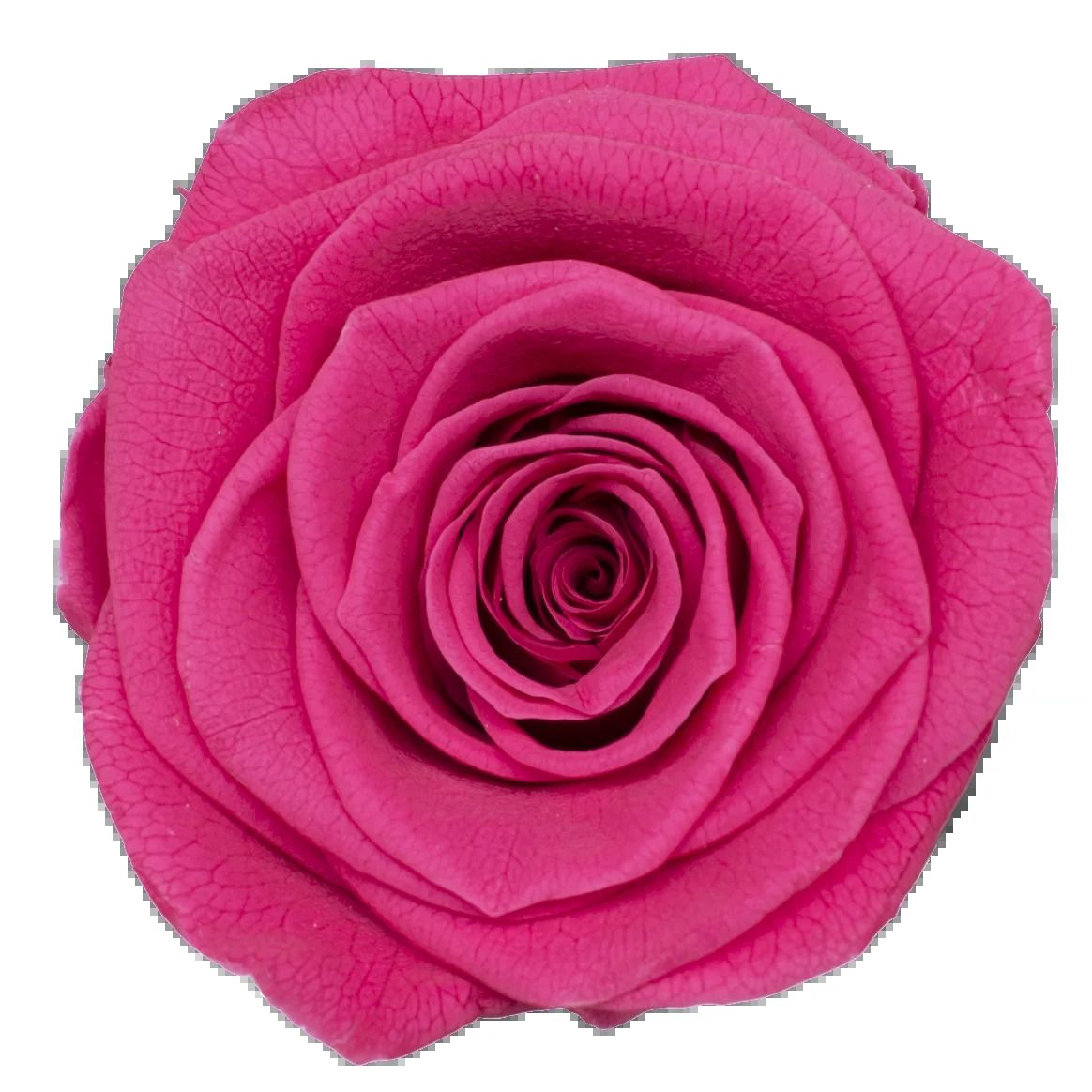 Rose vif-2-3 cm (21 pièces)