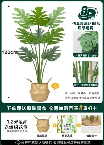 120cm Turtle tree A