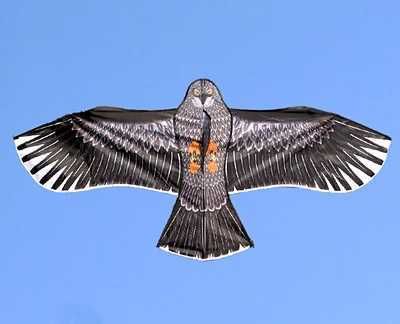 Cometa Águila de 1,5 m