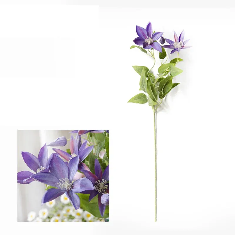 Clematis lila