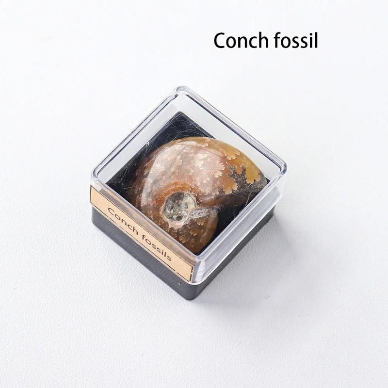 Conch fóssil