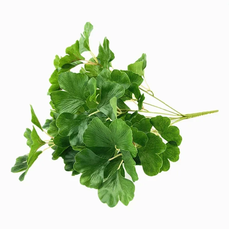 Green Ginkgo biloba