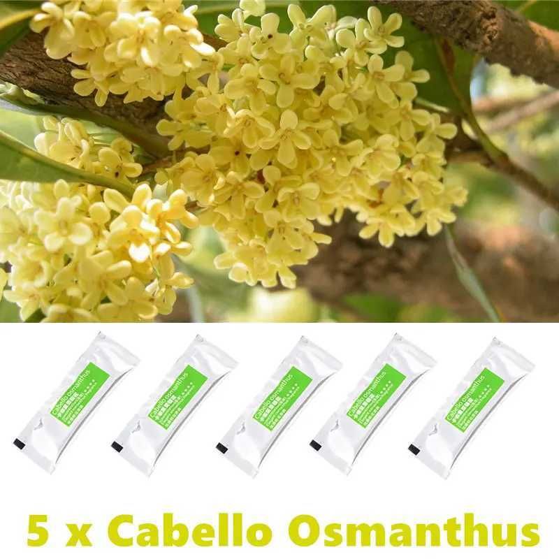 5x Osmanthus