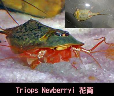 Kit Black-Triops