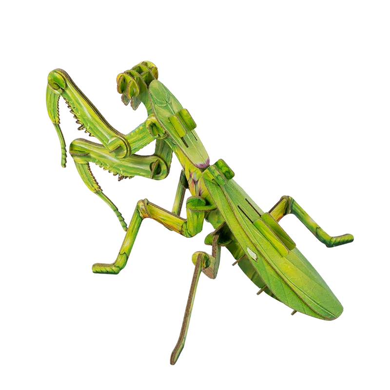 Guangfu Mantis