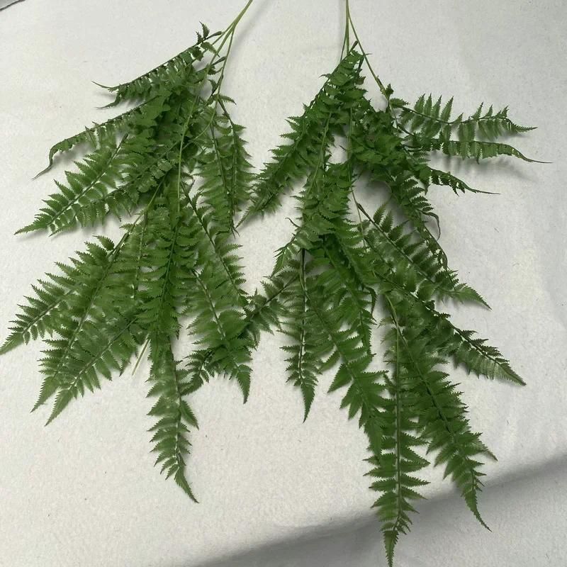 Phoenix tailed fern