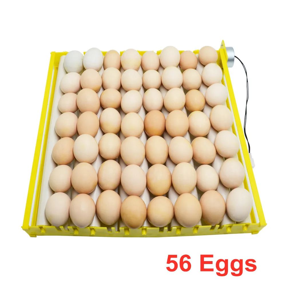 Цвет: 56 яиц
