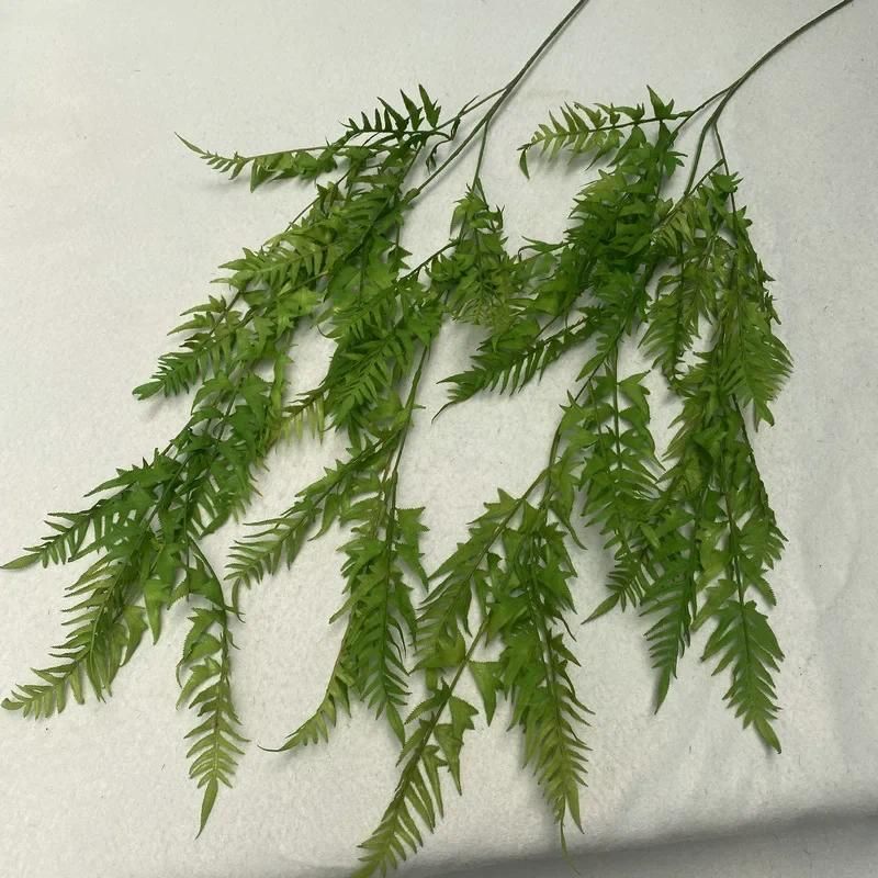 Sheep tooth fern