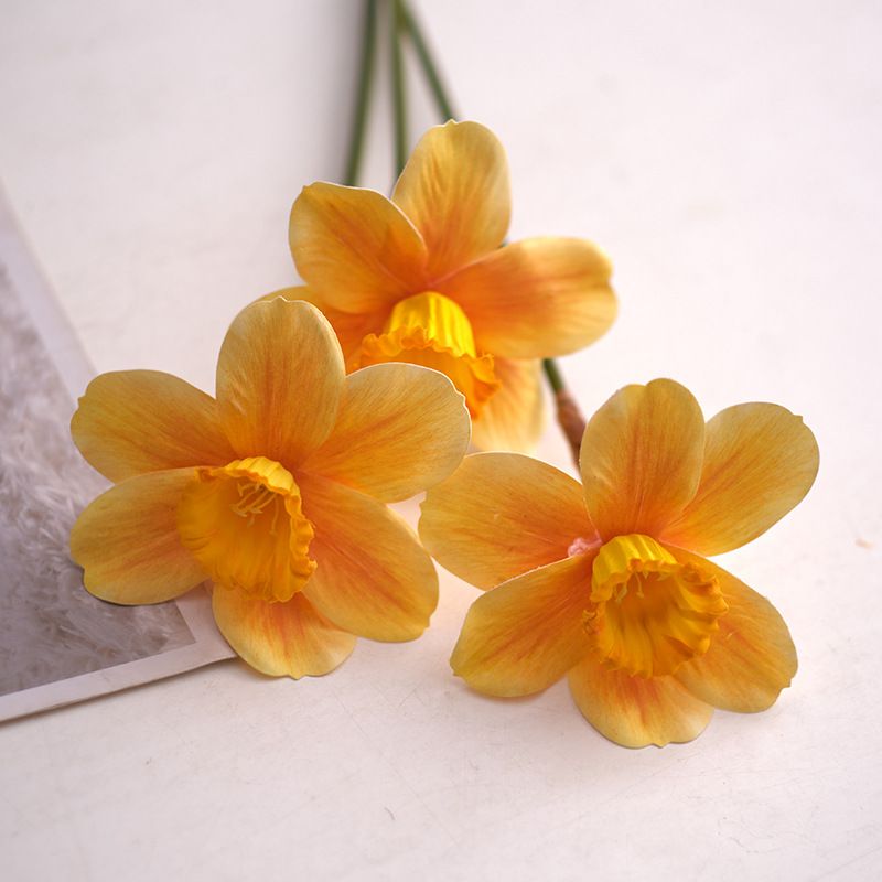 Narcissus amarelo